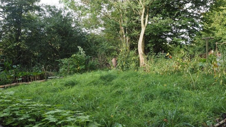 Vom Gemüsebeet zur Wiese